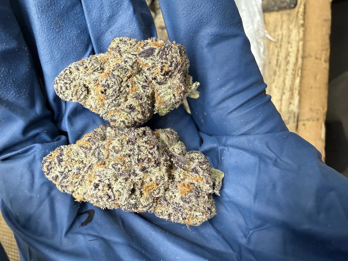 Glitter Bomb Flower